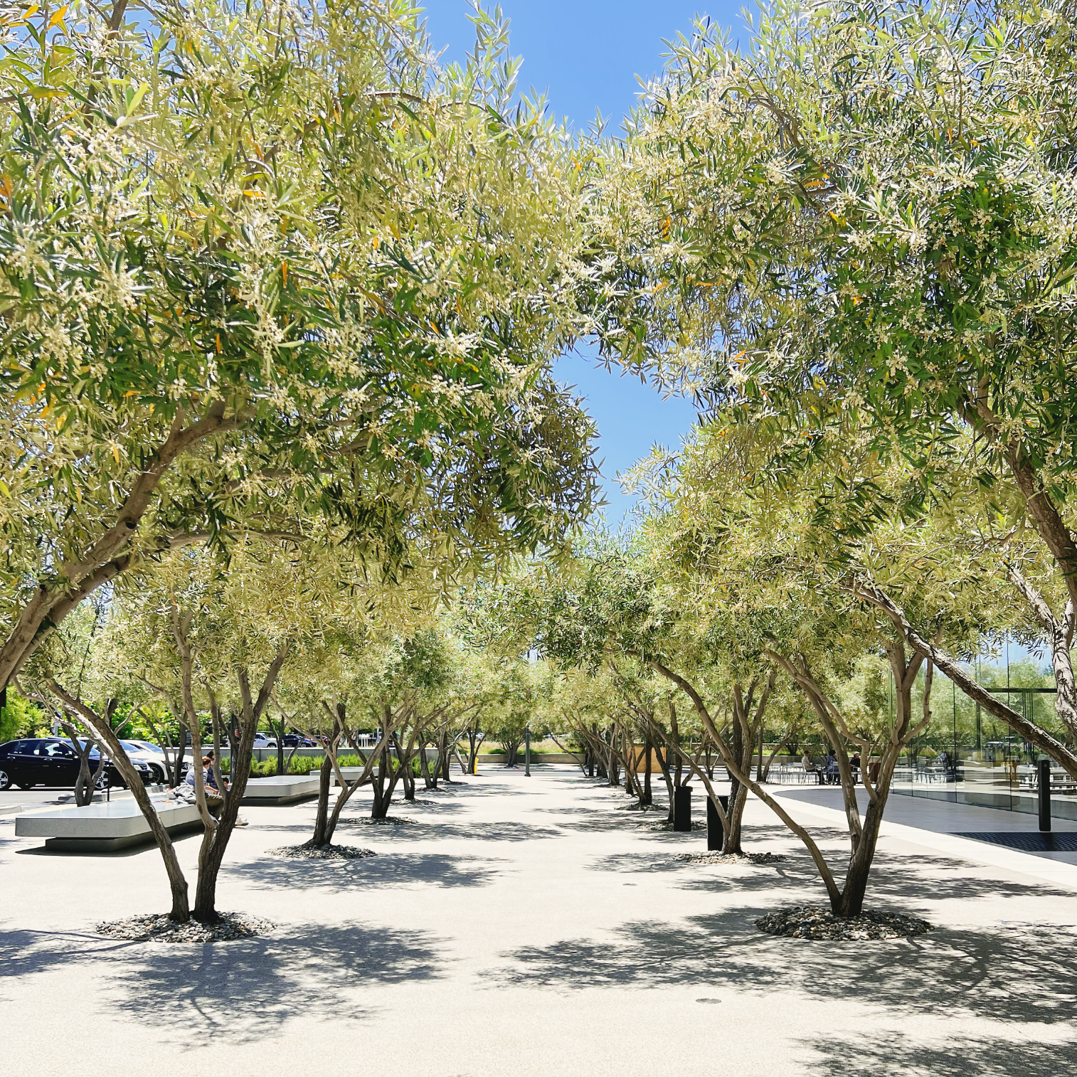 Apple Park Visitor Center — Basic Apple Guy